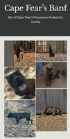 Red, a female Cane Corso for sale in Pauline, SC – Photo 7 of 7