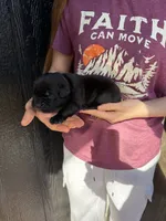 Red, a female Cane Corso for sale in Pauline, SC – Photo 2 of 7