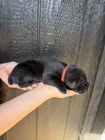 Red, a female Cane Corso for sale in Pauline, SC – Photo 4 of 7