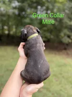 Bruiser, a male Cane Corso for sale in Pauline, SC – 5 of 7