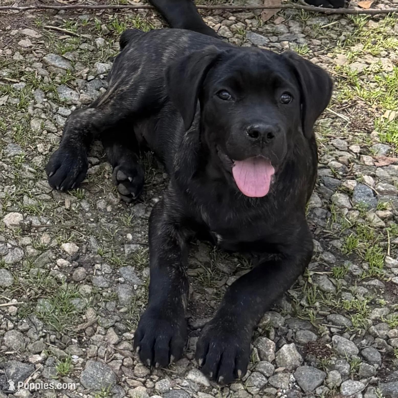 Milo, a male Cane Corso for sale in Pauline, SC – Photo 2 of 8