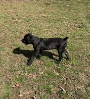 Milo, a male Cane Corso for sale in Pauline, SC – Photo 3 of 8