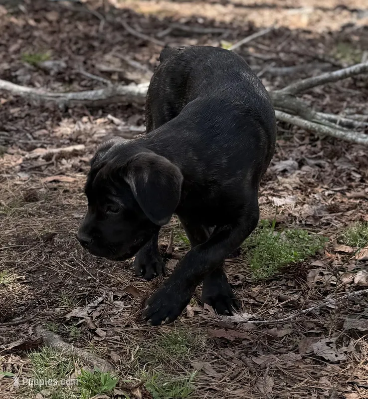 Milo – Cane Corso puppy for sale in Pauline, SC
