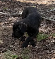 Milo, a male Cane Corso for sale in Pauline, SC – Photo 1 of 8