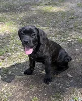Milo, a male Cane Corso for sale in Pauline, SC – Photo 4 of 8