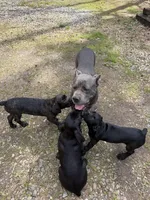 Milo, a male Cane Corso for sale in Pauline, SC – Photo 6 of 8