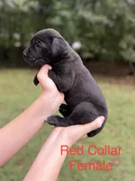 Scarlet, a female Cane Corso for sale in Pauline, SC – 2 of 8