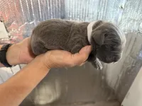 White, a male Cane Corso for sale in Pauline, SC – Photo 1 of 3