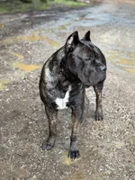 Bruno, a male Cane Corso for sale in Pauline, SC – 8 of 10