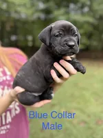 Rocco, a male Cane Corso for sale in Pauline, SC – 2 of 10