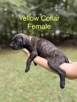 Oakley, a female Cane Corso for sale in Pauline, SC – 3 of 8