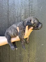 Bruno, a male Cane Corso for sale in Pauline, SC – 4 of 10