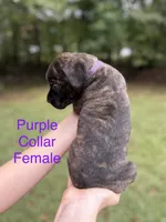 Violet, a female Cane Corso for sale in Pauline, SC – 3 of 4