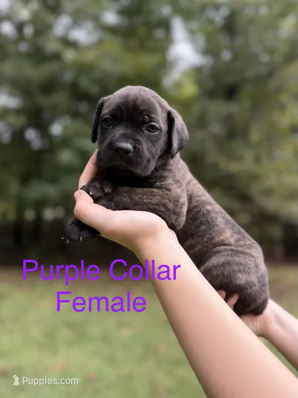 Violet – Cane Corso puppy for sale in Pauline, SC