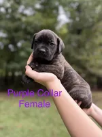 Violet, a female Cane Corso for sale in Pauline, SC – 1 of 4