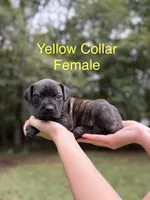 Oakley, a female Cane Corso for sale in Pauline, SC – 6 of 8