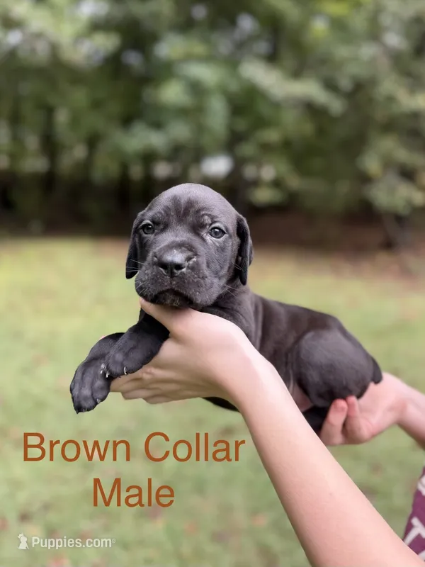 Titan – Cane Corso puppy for sale in Pauline, SC