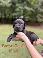 Titan, a male Cane Corso for sale in Pauline, SC – 1 of 10