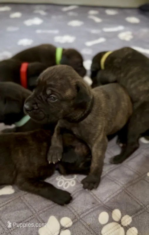 Bruno – Cane Corso puppy for sale in Pauline, SC