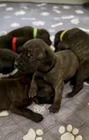 Bruno, a male Cane Corso for sale in Pauline, SC – 1 of 10