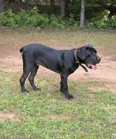 Tank, a male Cane Corso for sale in Pauline, SC – 6 of 10