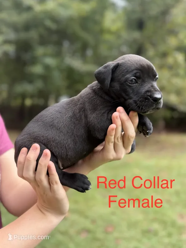 Scarlet – Cane Corso puppy for sale in Pauline, SC
