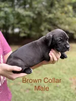 Titan, a male Cane Corso for sale in Pauline, SC – 2 of 10
