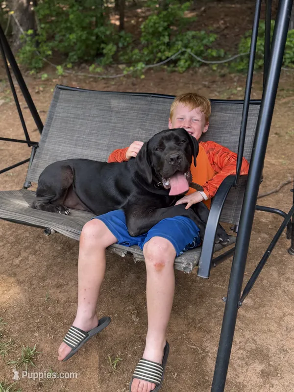 Tank – Cane Corso puppy for sale in Pauline, SC