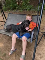 Tank, a male Cane Corso for sale in Pauline, SC – 1 of 10