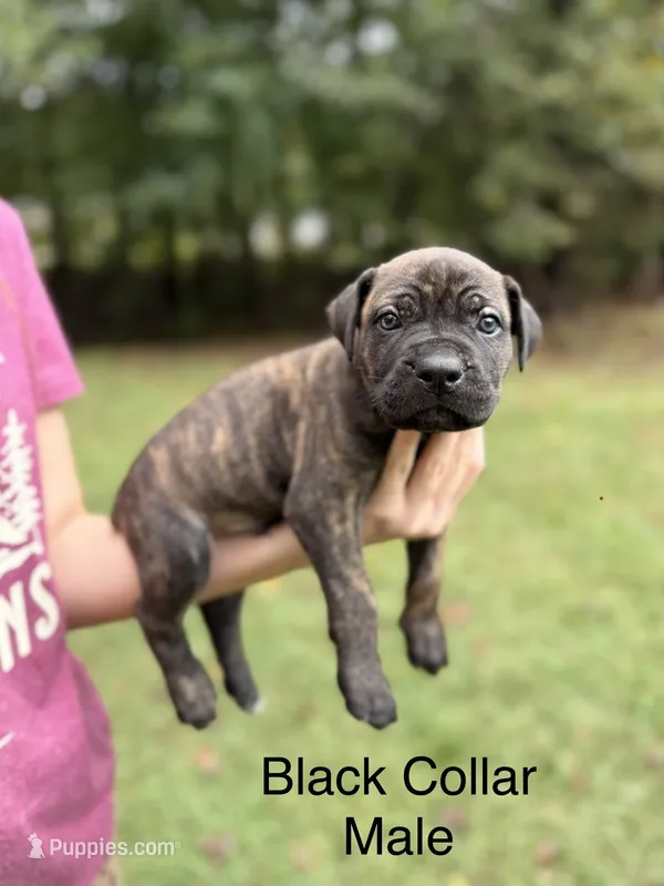 Bruno – Cane Corso puppy for sale in Pauline, SC