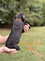 Titan, a male Cane Corso for sale in Pauline, SC – 4 of 10
