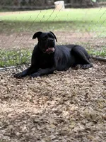 Titan, a male Cane Corso for sale in Pauline, SC – 9 of 10