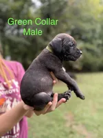 Bruiser, a male Cane Corso for sale in Pauline, SC – 3 of 7
