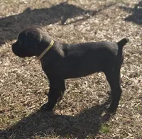 Mellow, a male Cane Corso for sale in Pauline, SC – Photo 6 of 10