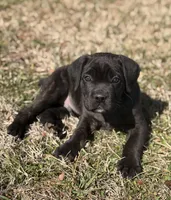Mellow, a male Cane Corso for sale in Pauline, SC – Photo 2 of 10