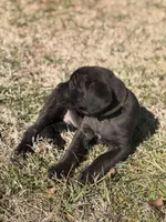 Mellow, a male Cane Corso for sale in Pauline, SC – Photo 3 of 10