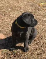 Mellow, a male Cane Corso for sale in Pauline, SC – Photo 4 of 10