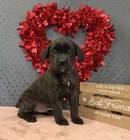 Mellow, a male Cane Corso for sale in Pauline, SC – Photo 1 of 10