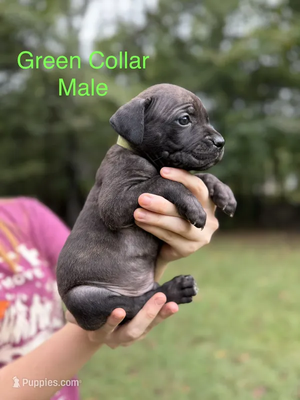 Bruiser – Cane Corso puppy for sale in Pauline, SC