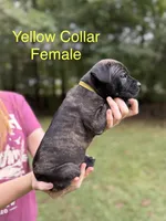 Oakley, a female Cane Corso for sale in Pauline, SC – 4 of 8