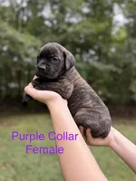 Violet, a female Cane Corso for sale in Pauline, SC – 2 of 4