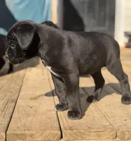 Willow, a female Cane Corso for sale in Pauline, SC – Photo 4 of 5