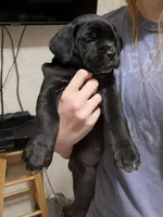 Willow, a female Cane Corso for sale in Pauline, SC – Photo 3 of 5