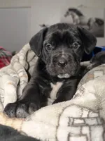 Willow, a female Cane Corso for sale in Pauline, SC – Photo 1 of 5