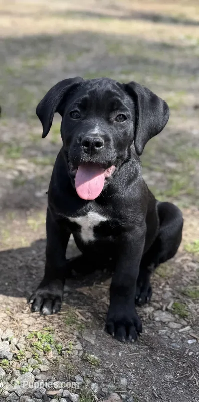 Willow – Cane Corso puppy for sale in Pauline, SC