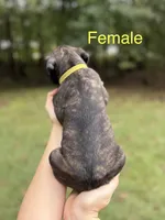 Oakley, a female Cane Corso for sale in Pauline, SC – 2 of 8