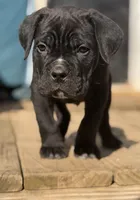 Baby boy, a male Cane Corso for sale in Pauline, SC – Photo 2 of 5