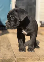 Baby boy, a male Cane Corso for sale in Pauline, SC – Photo 3 of 5