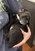 Baby boy, a male Cane Corso for sale in Pauline, SC – Photo 5 of 5