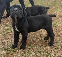 Baby boy, a male Cane Corso for sale in Pauline, SC – Photo 4 of 5